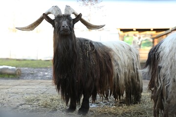 Sticker - Beautiful welsh black-necked goats inside paddock in zoo