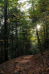 Wall Mural - Picturesque view of pathway among trees in beautiful forest on autumn day