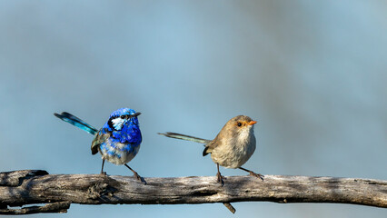 Wall Mural - A pair of adult male and female Splendid Fairywrens (Malurus splendens) perched on a branch.