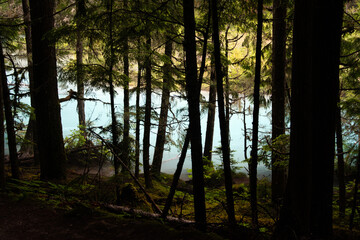 Trees backed by light blue river