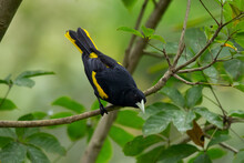 Yellow Winged Cacique Is Sitting On A Branch Of The Tree In Jungles.
