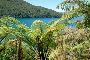 Sticker - Queen Charlotte Sound scene natural forest and bay