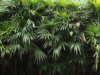  tropical palm leaf foliage background