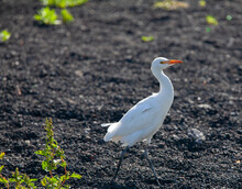 Canarian White Heron (cattle Egret, Bubulcus Ibis) Standing On Volcanic Sand Called "el Picón" In Canary Islands. Black Volcanic Stones And Green Local Plants. Costa Teguise. Lanzarote Island, Spain.