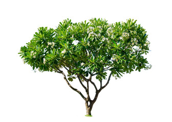Wall Mural - plumeria.isolated tree on white background. trees database botanical garden organization elements of