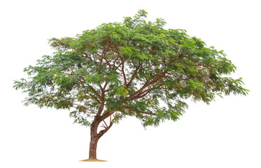 Wall Mural - isolated big tree on white background. tropical trees isolated used for design, advertising and arch