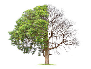 Wall Mural - concept of doubleness. dead tree on one side and living tree on the different side. isolated on a wh