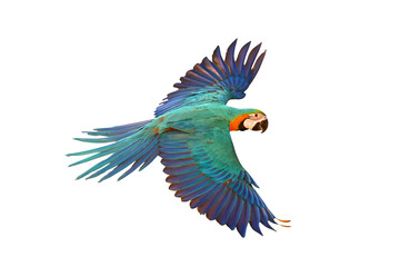 Macaw Parrot flying isolated on transparent background.