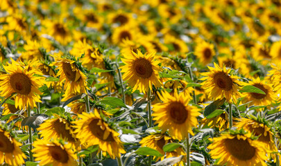 Yellow flowers of sunflowers as a background.