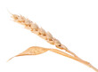Single wheat ear, isolated on white background. PNG on transparent background.