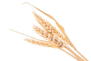 Bunch of wheat ears, isolated on white background. PNG on transparent background.