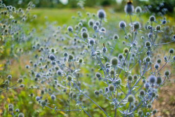 Wall Mural - Eryngium planum or Blue Sea Holly in garden.