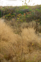 Poster - autumn landscape with native grass