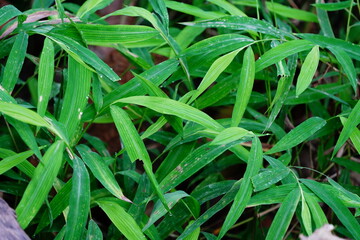 Wall Mural - green spiky bamboo leaves for background image