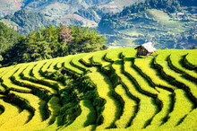 Landscape Of Terraced Rice Paddy On Harvesting Season In Yen Bai Province, Vietnam.