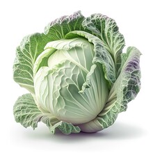 Juicy Cabbage Isolated On White Background. Photorealistic Ai Generated Illustration