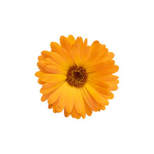 Calendula. Flower Isolated On A White Background. Orange Flower.