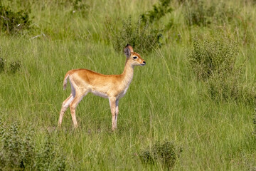 Wall Mural - Young bohor reedbuck fawn, redunca redunca, in the long grass and forest area of Queen Elizabeth National Park, Uganda