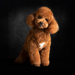 portrait of a red miniature poodle standing 