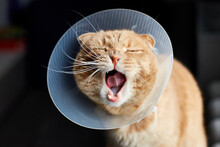 Scottish Ginger Cat In Veterinary Plastic Cone On Head At Recovery, Animal Healthcare, Veterinary Concept, Domestic Pet.