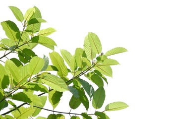 in selective focus a branch of kratom leaves on white isolated background for green foliage backdrop