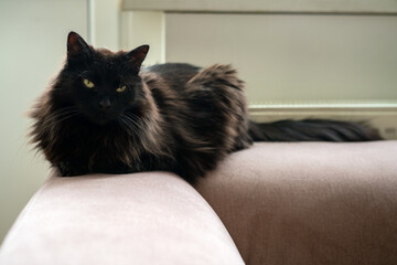 Black cat laying on the couch next to a radiator. Lazy domestic pet resting inside on a cold winter day