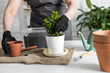 © satura_ - Close-up spring houseplant care, repotting houseplants. Waking up indoor plants for spring. Female is transplanting plant into new pot at home. Gardener transplant green plant