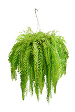 Boston Fern (Nephrolepis Exaltata Bostoniensis) Growing In Pot. Beautiful Fresh Green Common Sword Ferns Hang On The Wall For Office Or Home Decoration, Green Houseplant Isolated On White Background