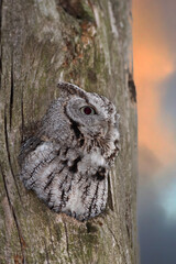 Wall Mural - Eastern screech owl with eyes open hunts from his nest in tree in Canada