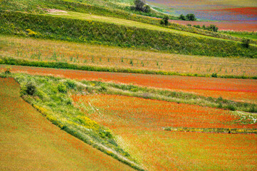  Flowering in the lentil fields in Castelluccio di Norcia