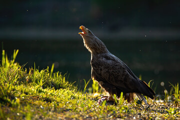 Adult white-tailed eagle, haliaeetus albicilla, calling with open beak on riverbank illuminated by sun from behind. Large sea eagle screeching in summer nature. Bird if prey on riverbank.