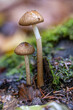 Pilze im Wald im Herbst in der Natur
