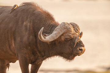 Wall Mural - portrait of a cape buffalo (syncerus caffer) bull with red-billed oxpeckers (buphagus erythrorynchus