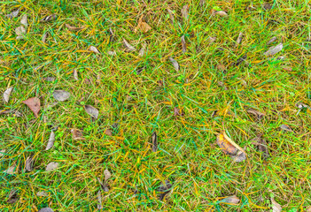 Nature ground texture with dead leaves on the grass during fall season