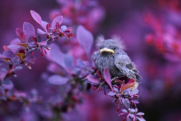 Wall Mural - Chick of common blackbird, turdus merula, sitting in bushes and looking around. Very young bird on a branch. Hatchling in colorful natural environment.