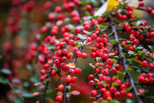 Red Berries On A Branch. Rich Red Background. Pyracantha Coccinea, Red Firethorn, Scarlet Firethorn