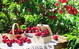 still life of cherries in wooden box on table in garden