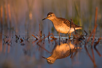 Wood sandpiper, tringa glareola, wading in a shallow water in wetland with reflection on surface. Small wader with long beak and legs and spotted feathers illuminated by evening sun.