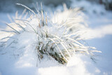 Fototapeta  - snow covered grass