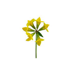 Poster - solo yellow flower on transparent background