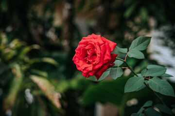 red rose flower