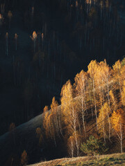 Poster - Golden lights in the forest.Autumn season