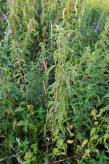 Poster - Nettles in the garden. Nettle is a medicinal plant that is used as a bleeding, diuretic, antipyretic, wound healing, antirheumatic agent.