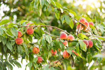 Sticker - ripe peaches hanging on the branches of the tree