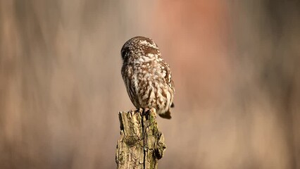 Wall Mural - Little owl ( Athene noctua ) close up	