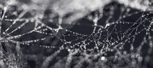 Spider Web With Water Drops On A Black Background. Abstract Minimalistic Composition With Natural Bokeh. Beauty Of Nature