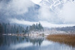 Mountain Lake with Reed Grass and Conifer Trees on a Misty Winter Day in Snowy Austria