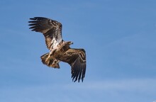 A Juvenile Bald Eagle In Flight Showing Off Juvenile Wing Feather Patterns Up Close