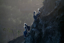 Backlit Brown Pelicans On The Rocks Near La Jolla, San Diego, California At Sunrise