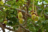 West Africa. Senegal. Weighty fruits of a giant oval-shaped baobab near residential buildings in the city of Saint-Louis.